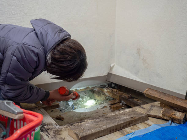 Best Black Mold Removal  in Lemon Hill, CA