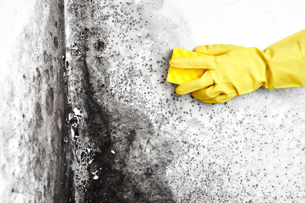Best Dehumidification Services  in Lemon Hill, CA